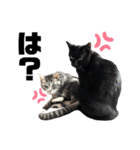 サバトラとクロネコ（個別スタンプ：14）