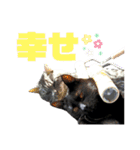 サバトラとクロネコ（個別スタンプ：16）