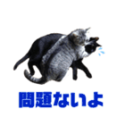 サバトラとクロネコ（個別スタンプ：18）