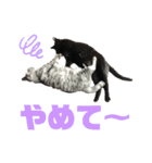 サバトラとクロネコ（個別スタンプ：19）