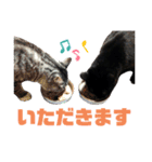 サバトラとクロネコ（個別スタンプ：22）