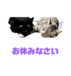 サバトラとクロネコ（個別スタンプ：23）