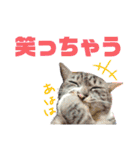 サバトラとクロネコ（個別スタンプ：24）