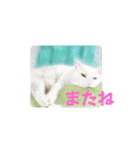 犬⭐︎猫⭐︎ウサギ かわいい〜〜スタンプ（個別スタンプ：32）