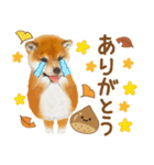 かわいい犬❤️飛び出す❤️しばけん❤️秋（個別スタンプ：12）
