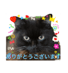 黒猫 ルナ院長117にゃんめ（個別スタンプ：5）