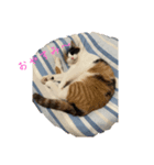 NeCoの猫スタンプ（個別スタンプ：1）