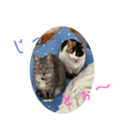 NeCoの猫スタンプ（個別スタンプ：2）