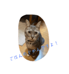 NeCoの猫スタンプ（個別スタンプ：3）