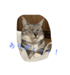 NeCoの猫スタンプ（個別スタンプ：6）