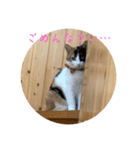NeCoの猫スタンプ（個別スタンプ：7）