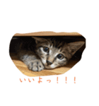 NeCoの猫スタンプ（個別スタンプ：8）