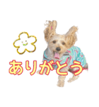 そら（垂れ耳ヨーキーの女の子）（個別スタンプ：2）