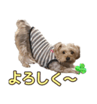 そら（垂れ耳ヨーキーの女の子）（個別スタンプ：4）