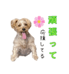 そら（垂れ耳ヨーキーの女の子）（個別スタンプ：7）