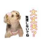 そら（垂れ耳ヨーキーの女の子）（個別スタンプ：9）