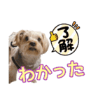 そら（垂れ耳ヨーキーの女の子）（個別スタンプ：14）