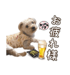 そら（垂れ耳ヨーキーの女の子）（個別スタンプ：18）