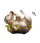 そら（垂れ耳ヨーキーの女の子）（個別スタンプ：30）