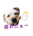 そら（垂れ耳ヨーキーの女の子）（個別スタンプ：31）