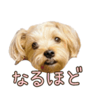 そら（垂れ耳ヨーキーの女の子）（個別スタンプ：34）