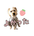 そら（垂れ耳ヨーキーの女の子）（個別スタンプ：35）