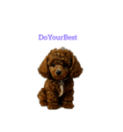 プードル poodle（個別スタンプ：5）