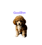 プードル poodle（個別スタンプ：10）