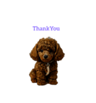 プードル poodle（個別スタンプ：33）