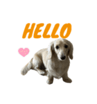 HELLO Dachs（個別スタンプ：1）