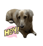 HELLO Dachs（個別スタンプ：6）