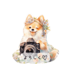 カメラLove柴犬♡毎日使えるスタンプ♪（個別スタンプ：11）