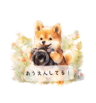 カメラLove柴犬♡毎日使えるスタンプ♪（個別スタンプ：16）