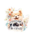 カメラLove柴犬♡毎日使えるスタンプ♪（個別スタンプ：20）