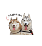 マブダチーズ♡（個別スタンプ：8）