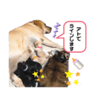 ラブラドールパピー ベニーっ子7（個別スタンプ：1）