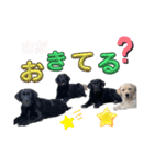 ラブラドールパピー ベニーっ子7（個別スタンプ：11）