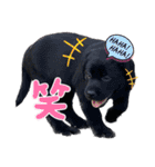 ラブラドールパピー ベニーっ子7（個別スタンプ：14）