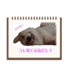 こっこまちゃん第2弾（個別スタンプ：2）