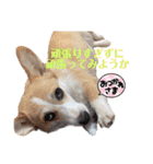 こっこまちゃん第2弾（個別スタンプ：4）