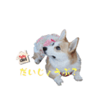 こっこまちゃん第2弾（個別スタンプ：11）