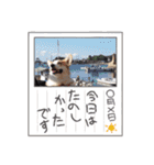 こっこまちゃん第2弾（個別スタンプ：15）