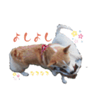 こっこまちゃん第2弾（個別スタンプ：23）