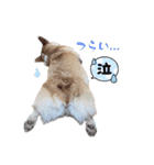 こっこまちゃん第2弾（個別スタンプ：24）