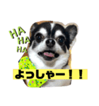 チワワスタンプ77（個別スタンプ：5）