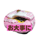 チワワスタンプ77（個別スタンプ：6）
