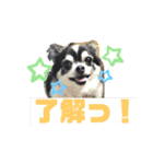 チワワスタンプ77（個別スタンプ：15）