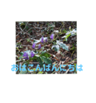 Monkshood（個別スタンプ：11）