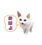 子猫のほんわか日常（個別スタンプ：1）