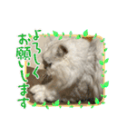 ミャウの日常～2（個別スタンプ：17）